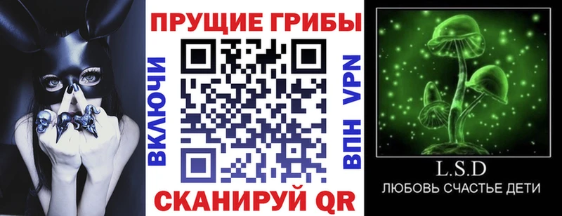 Галлюциногенные грибы Psilocybe  Волхов 